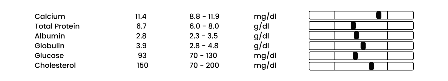 Cat metabolic function blood test.