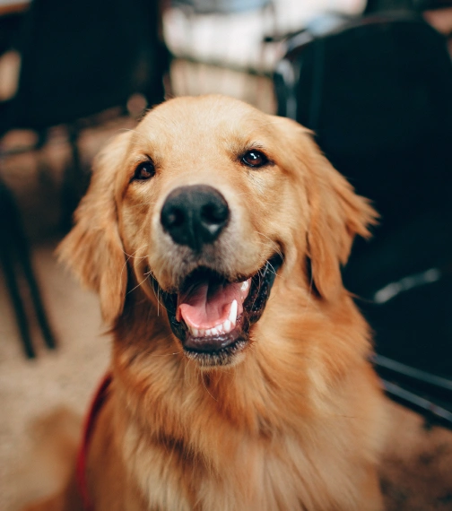 Professional Dental Care for a Healthier, Happier Pet