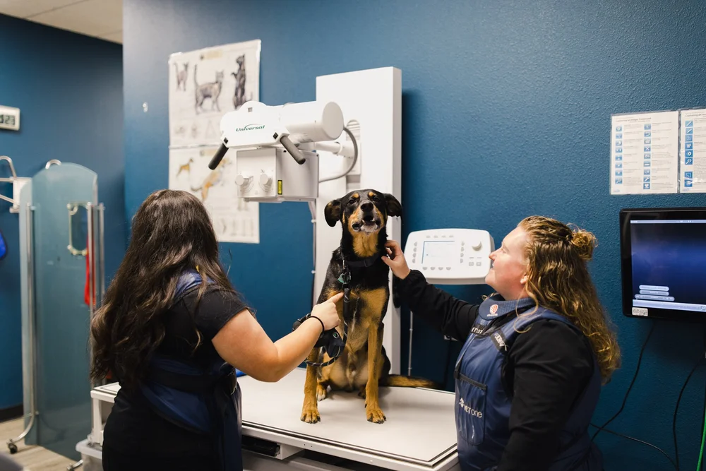 Veterinary team performing a digital X-ray on a dog for diagnostic evaluation.