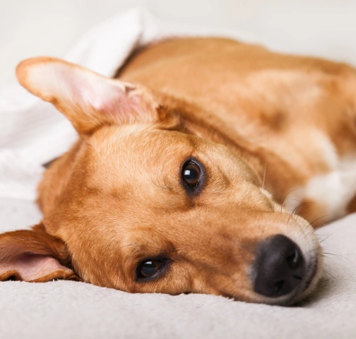 Caring Support for Tri-Cities Pet Families