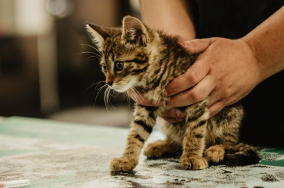 Puppy and Kitten Care