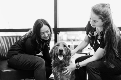 Senior Pet Care