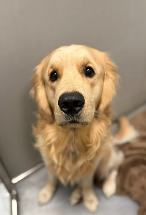 Spay and Neuter: When Is the Right Time?