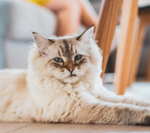 Helping Senior Pets Stay Healthy and Comfortable
