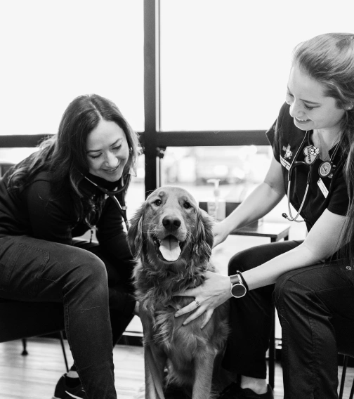 Your Pet's Senior Years Deserve Extra Attention