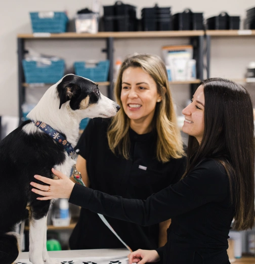 Care for Every Stage of Your Pet's Life