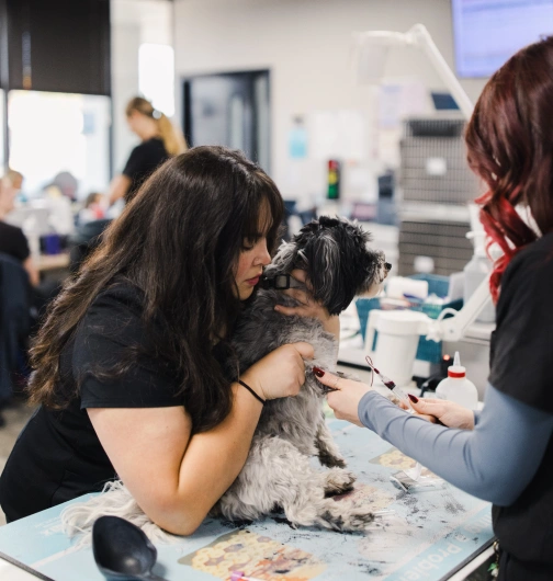 Care When Your Pet Needs It Today