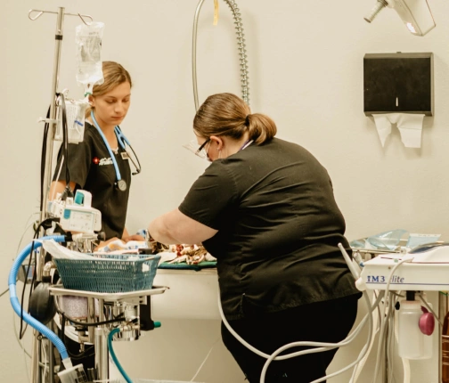 Helping Pets Heal With Safe, Thoughtful Surgical Care