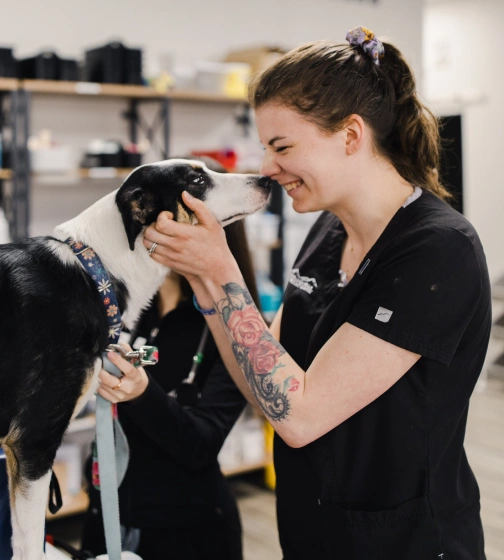 Routine Exams Are the Best Way to Protect Your Pet