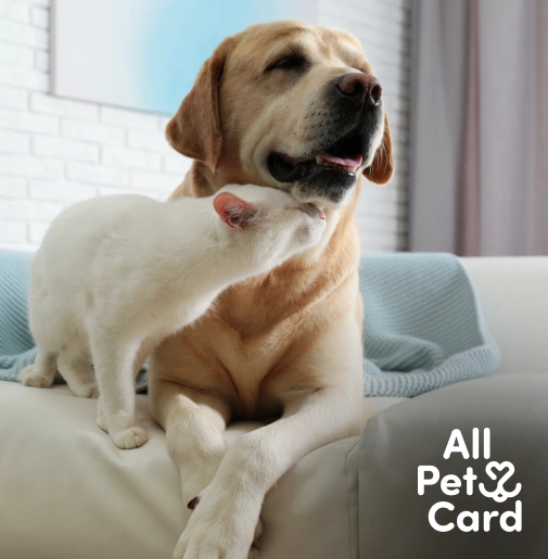 "A white cat affectionately nuzzles a yellow Labrador retriever's neck while sitting together on a light gray couch. All Pet Card logo in the bottom right corner."