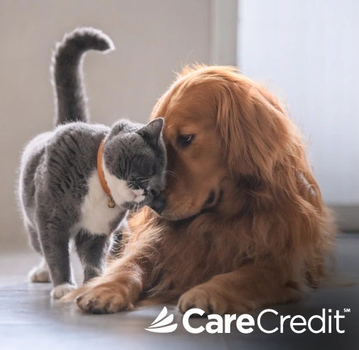 "A gray and white cat wearing an orange collar touches noses with a golden retriever lying on the floor. CareCredit logo in the bottom right corner."