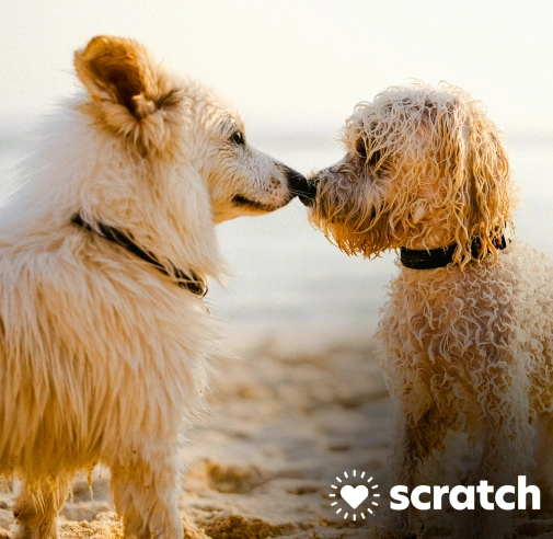 "Two shaggy, cream-colored dogs touch noses on a sandy beach at golden hour. Scratch logo in the bottom right corner."